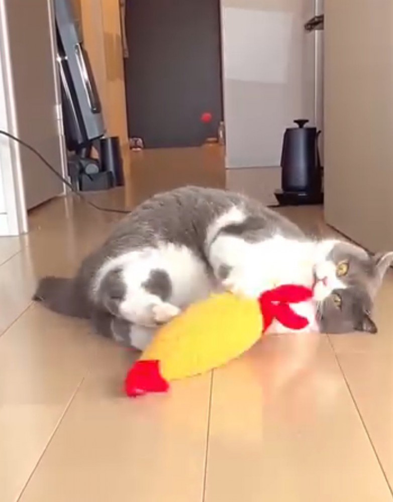 前足と後ろ足で器用にぬいぐるみを掴む猫