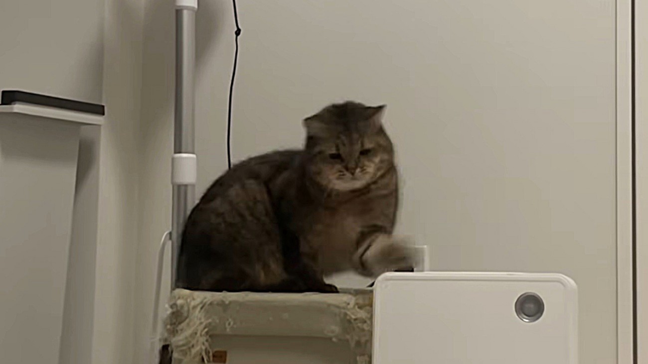 左手を伸ばしてヒーターに猫パンチ