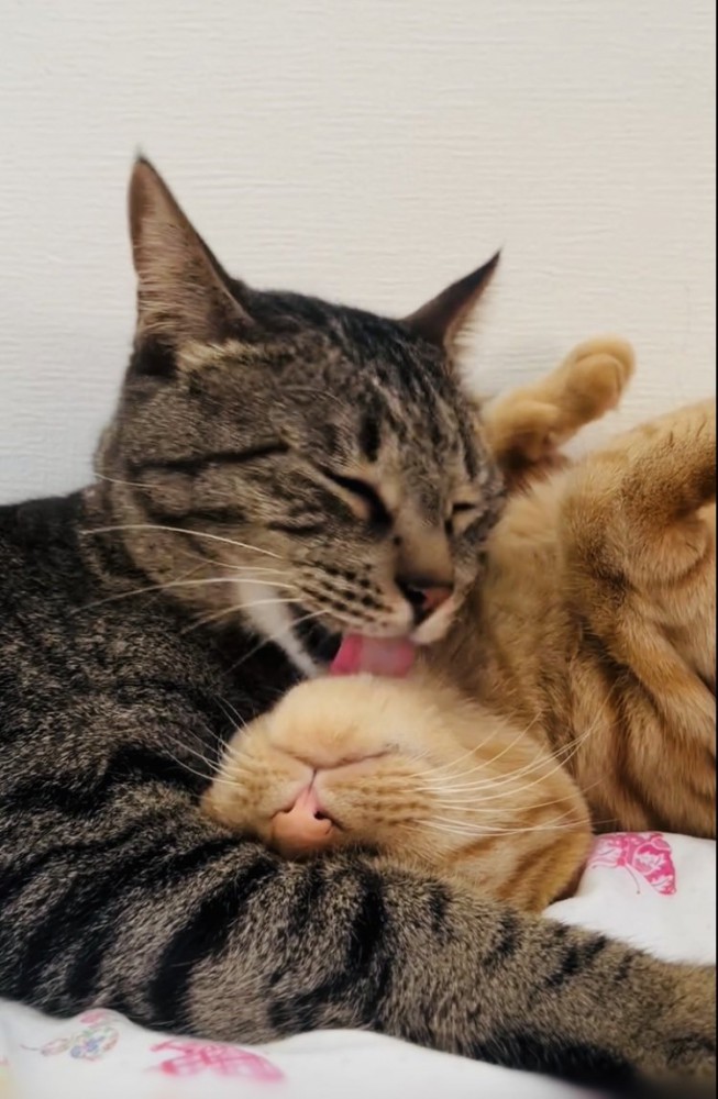 茶トラ猫をグルーミングするキジトラ猫