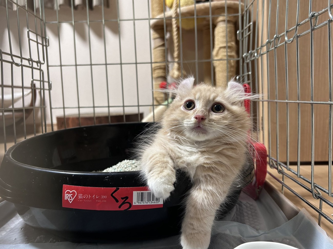 お皿に入っている子猫