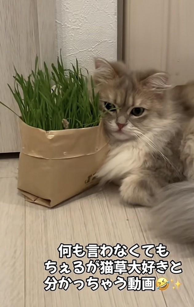 猫草と猫の写真2