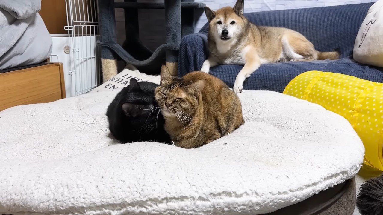 毛づくろい中のふたりを見守るリキくん