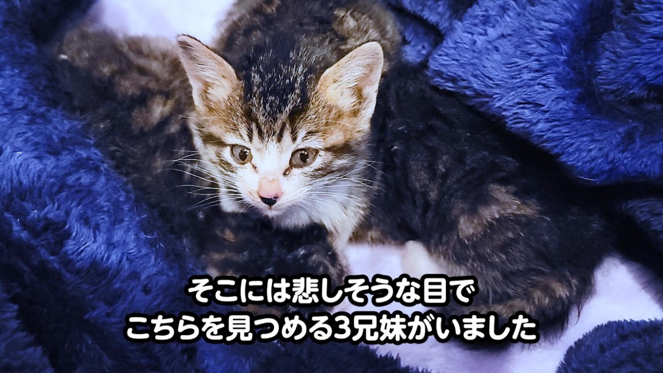 ケージの中の3匹の子猫