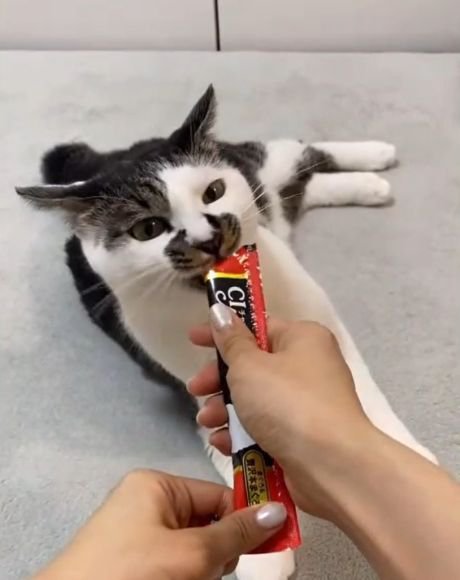 パウチのおやつを食べる猫