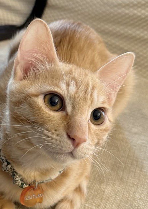 洗濯物を干す飼い主を見守る茶トラ猫