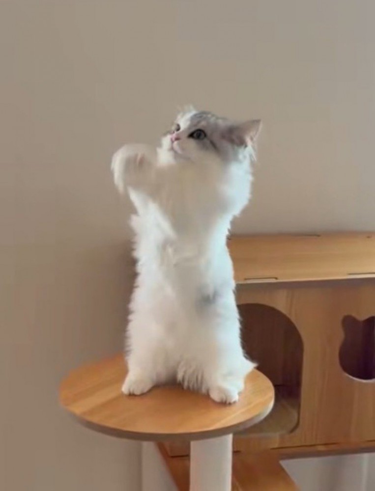 合わせた前足を素早く上下に振る猫