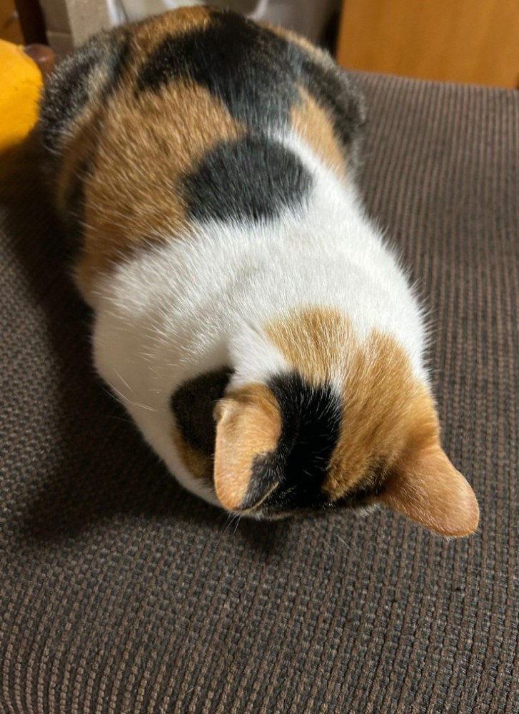 ごめん寝する猫