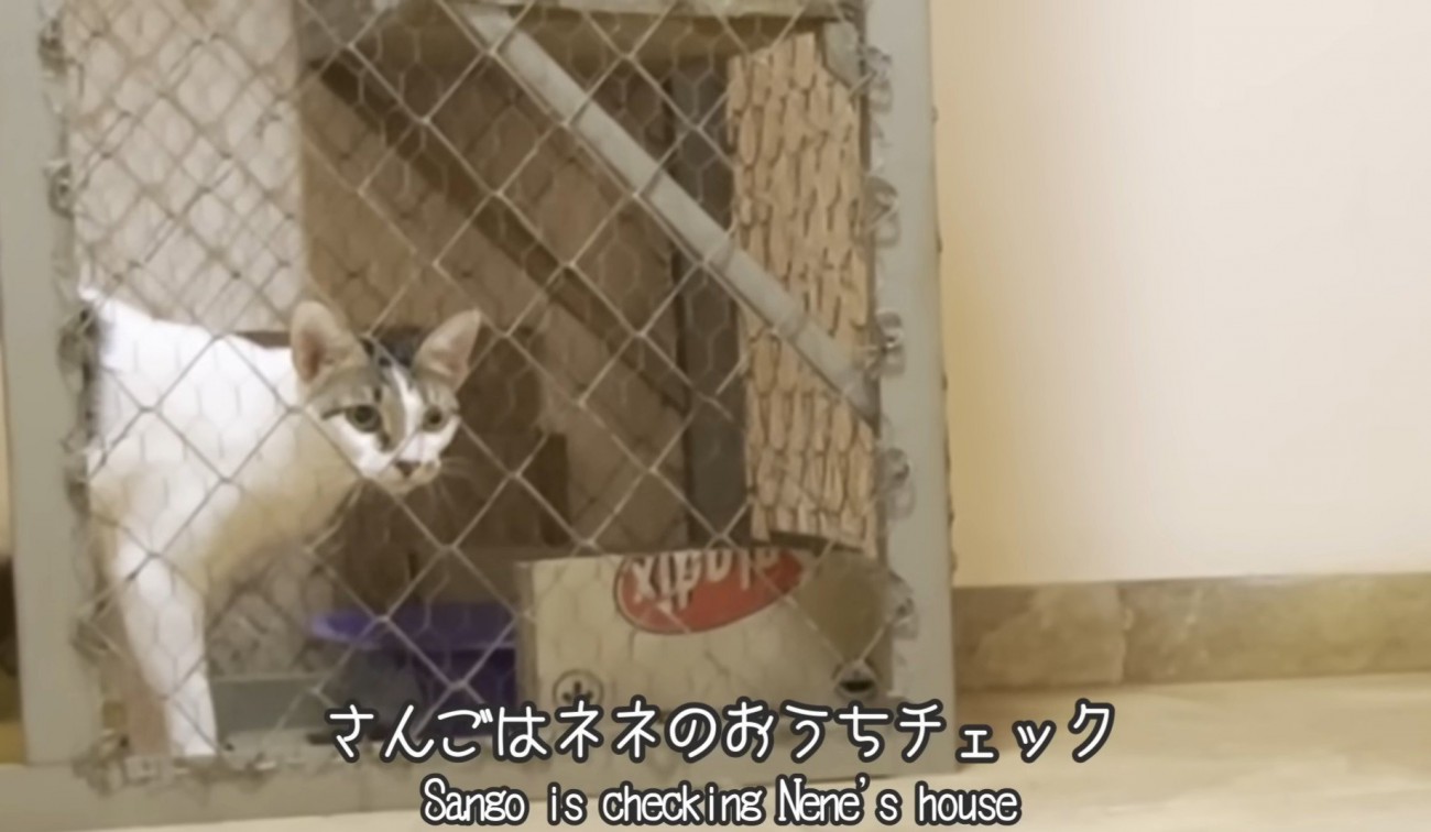 ケージの中の猫