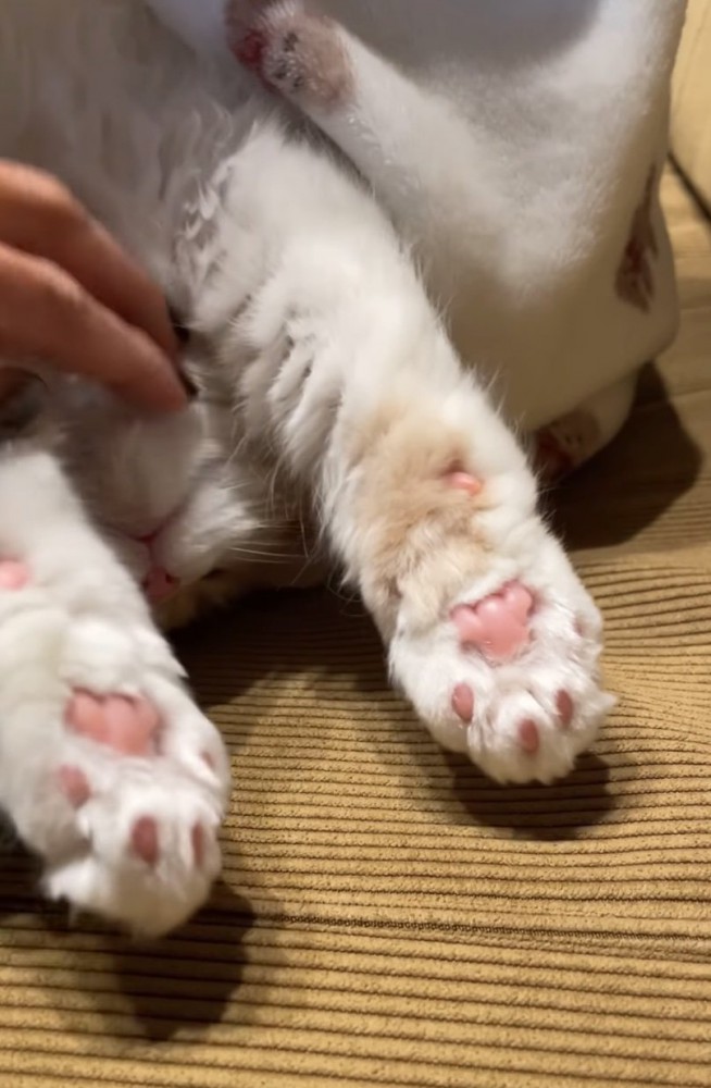 顎を撫でてもらう猫