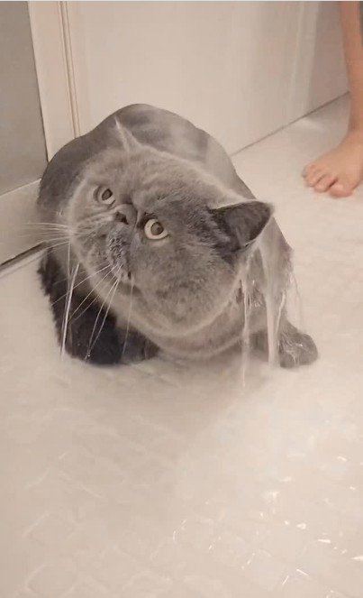 シャワーを浴びている猫