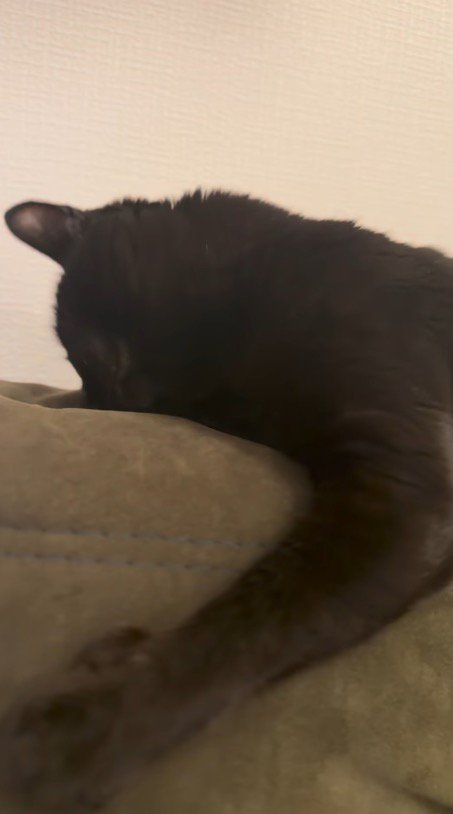 カウチの上に寝そべる猫