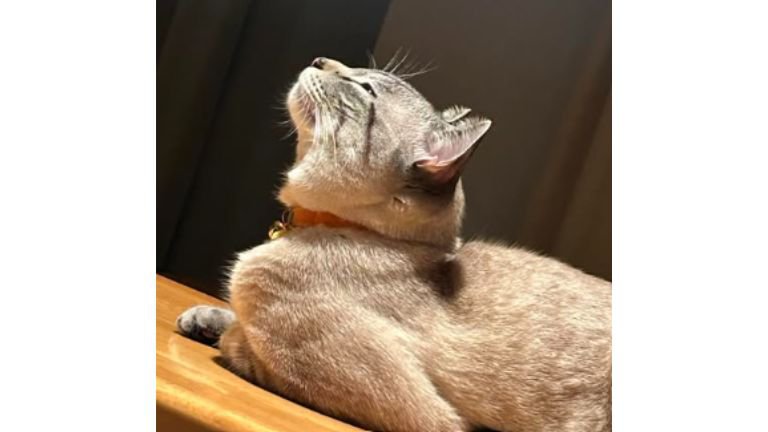 室内にいる猫