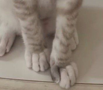 トラ柄が入った猫の足