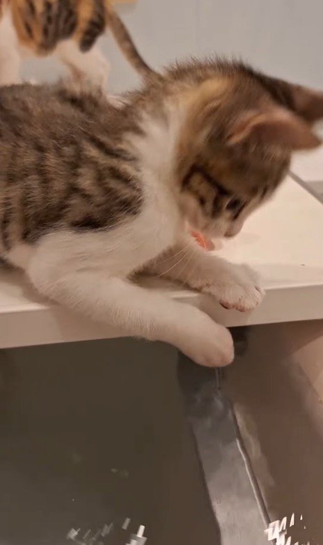 湯船に落ちていた前足を見つめる子猫