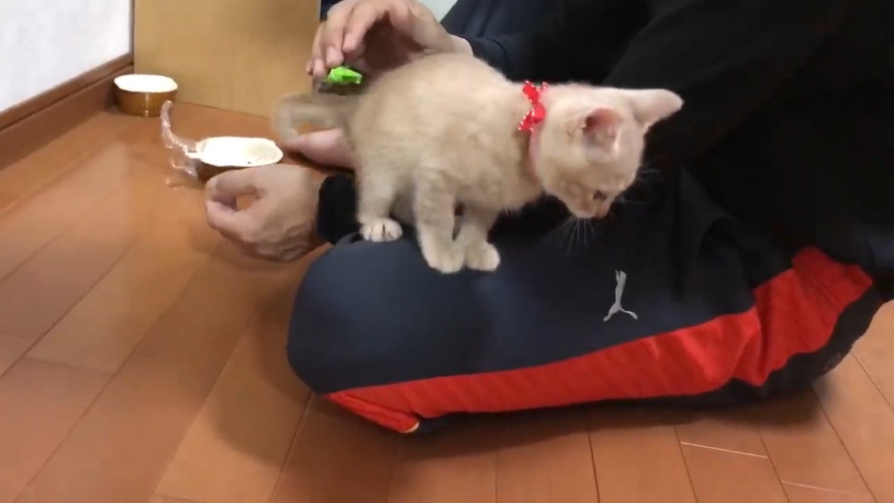 飼い主の膝の上に乗っている子猫
