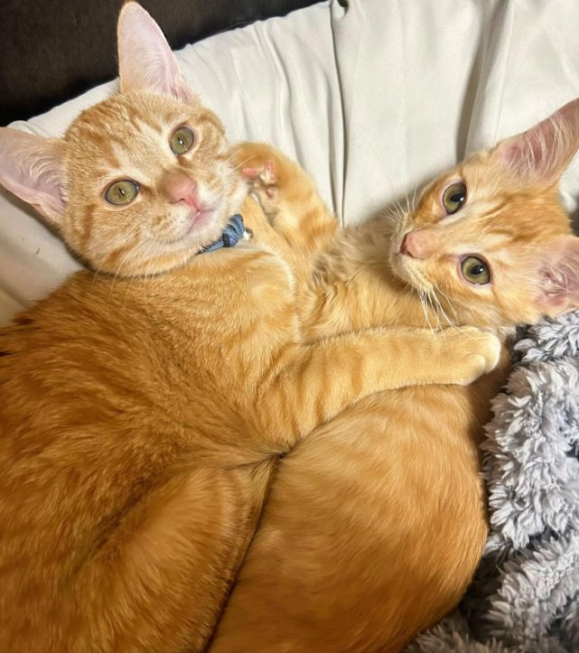 一緒に寝そべっている茶トラの兄弟猫