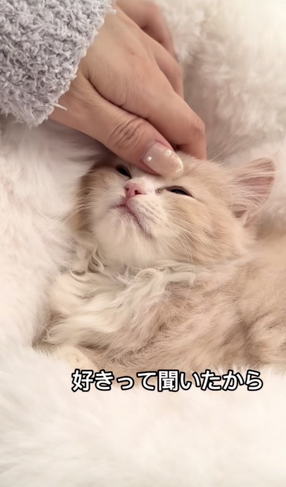 「好きって聞いたから」のテロップ写真%%