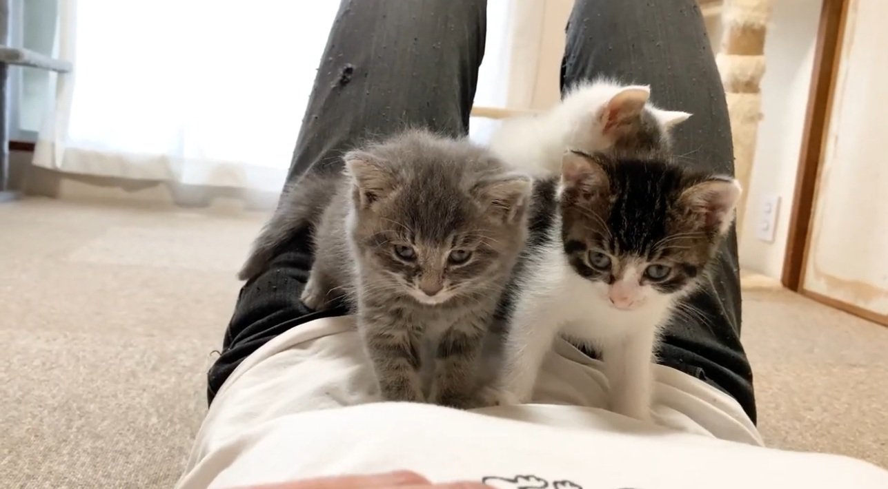 飼い主のお腹の上に乗る子猫達