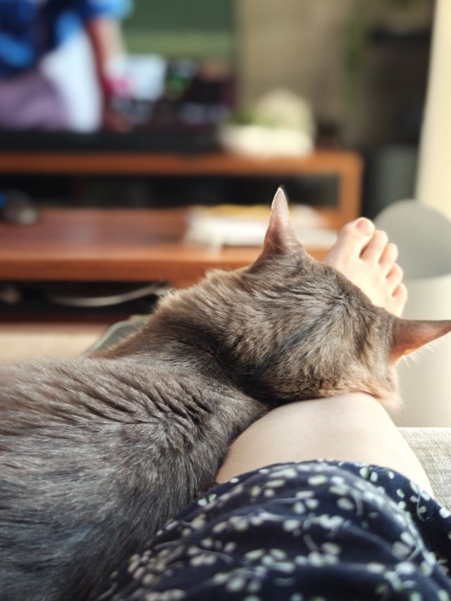 飼い主の足を枕にして眠る猫の後ろ姿