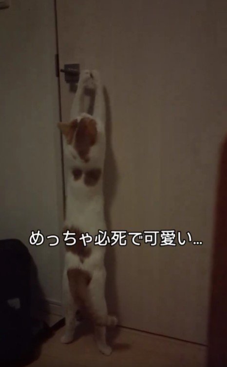 ドアを開けようとする猫