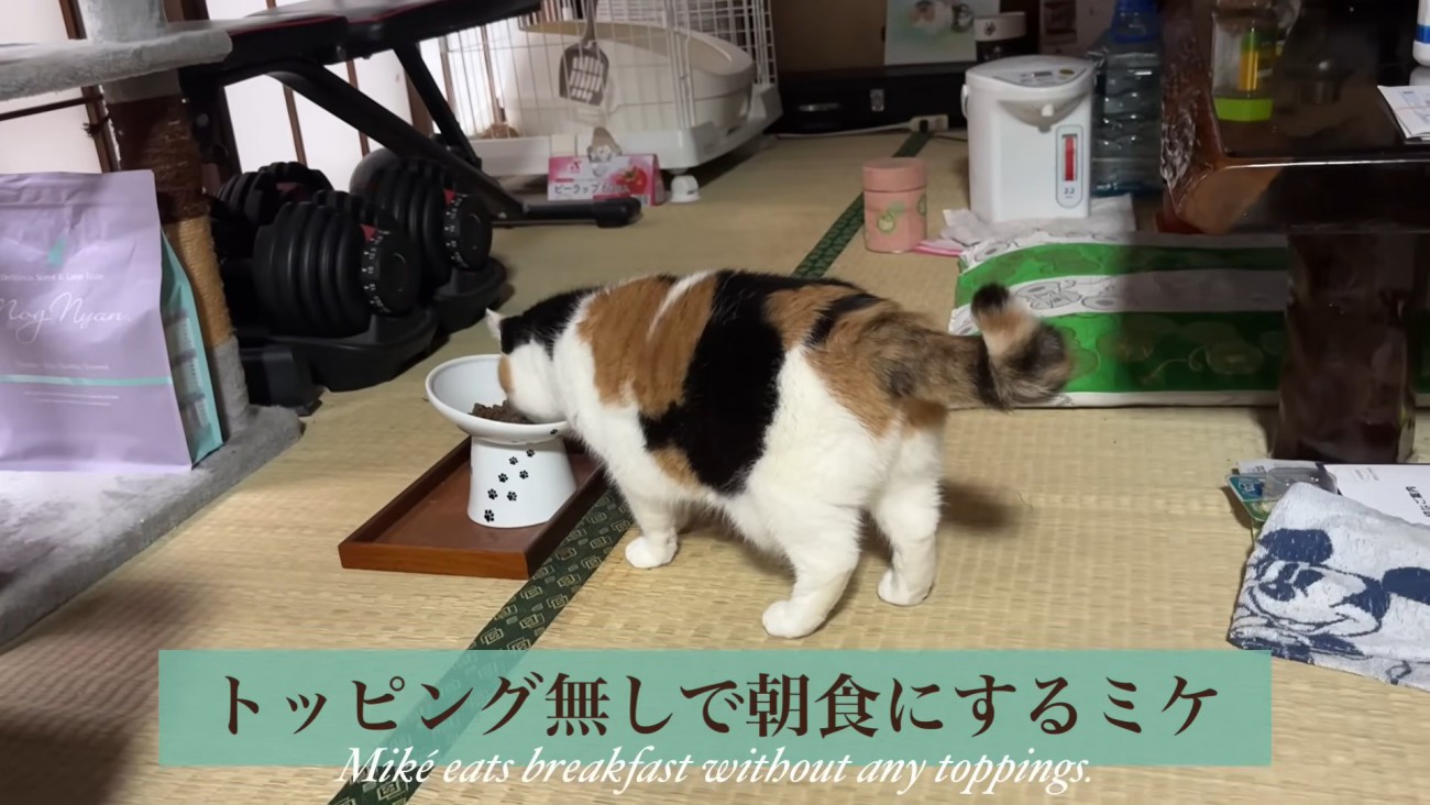 テロップ「トッピング無しで～」