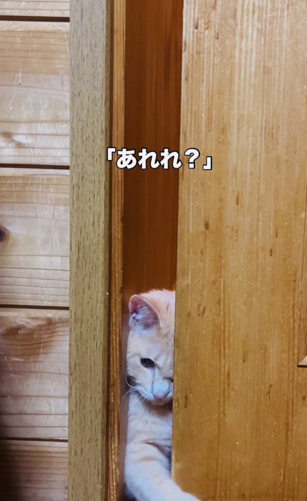 引き戸を開けようとするクリーム茶トラ猫