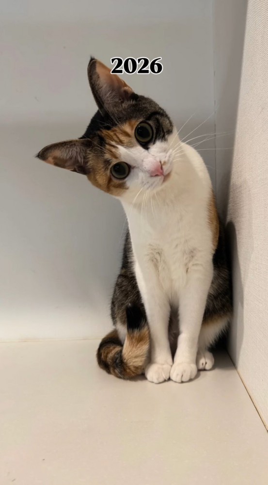 白い部屋の隅に座る猫