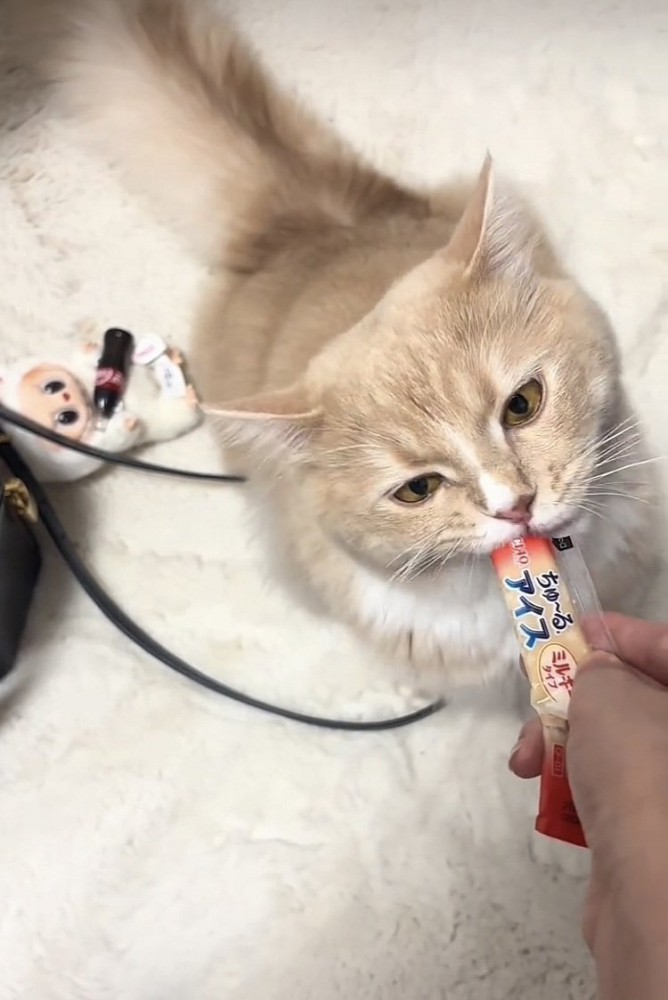 猫用おやつをもらうサイベリアン