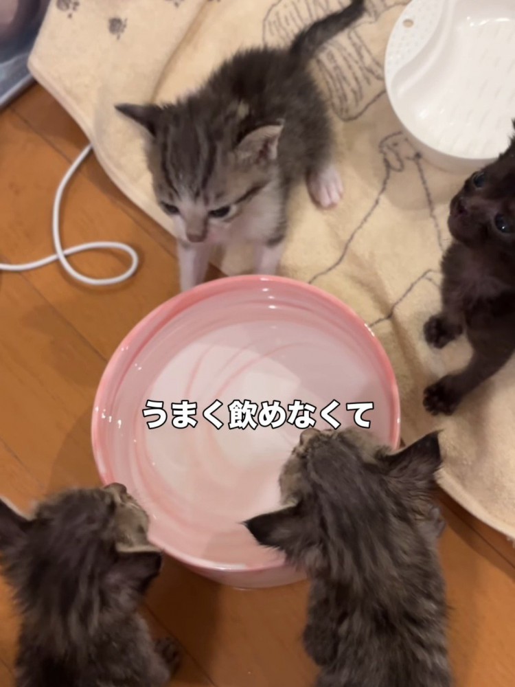 水の容器の周りにいる子猫たち