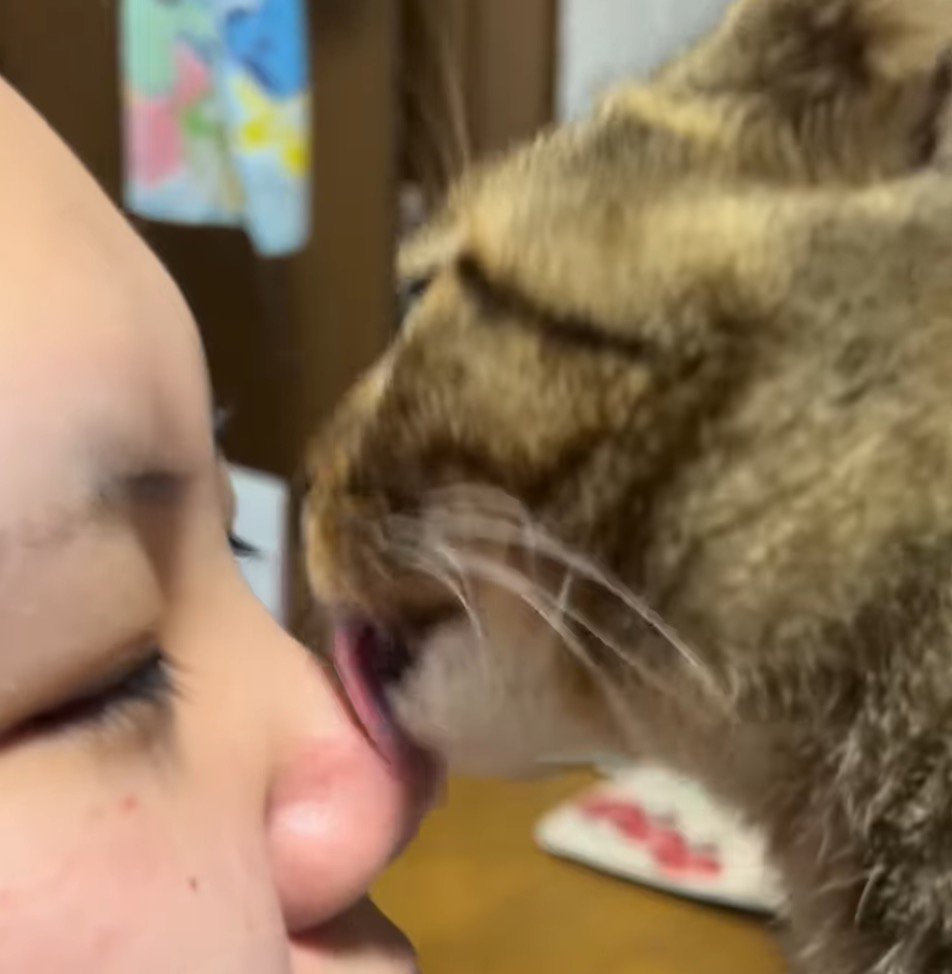 さっき噛んだ飼い主の鼻を舐める猫