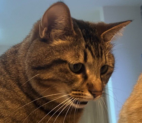 魚を見て口を少し開けるキジトラ猫