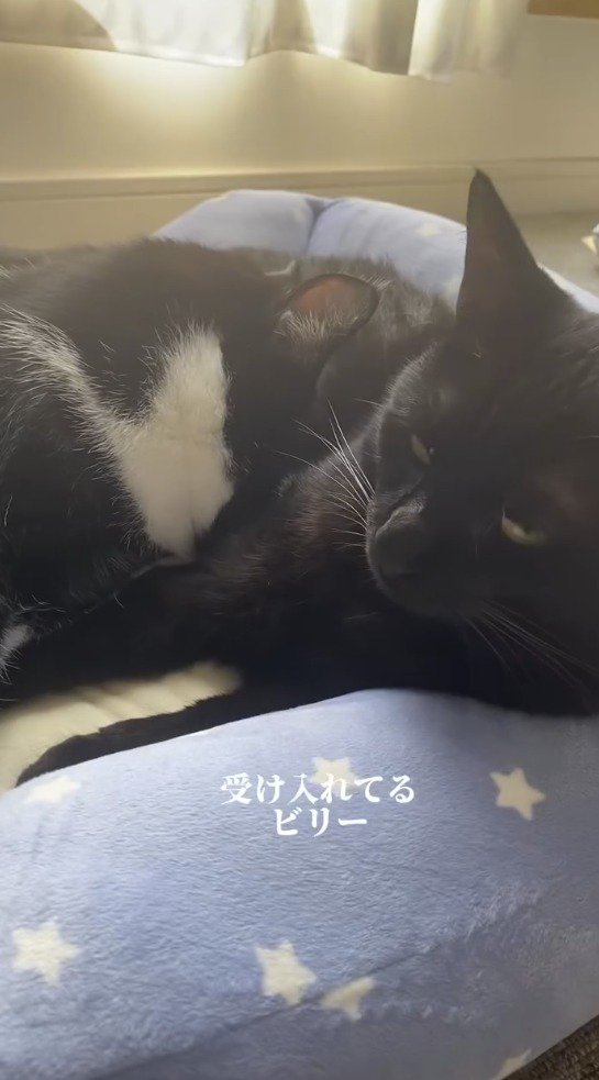 黒猫の上で眠るハチワレ猫