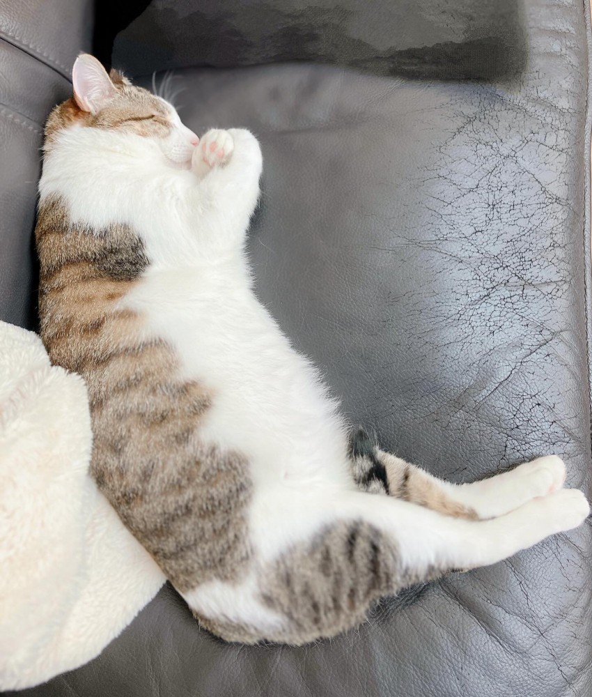 横向きで寝る猫