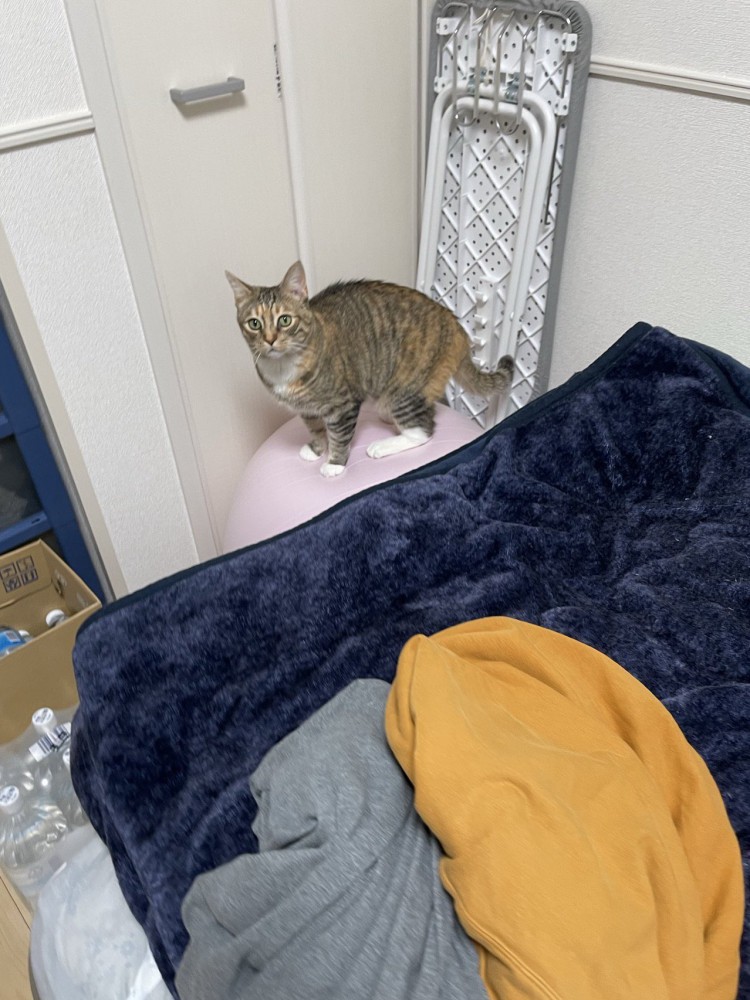 バランスボールの上に乗る猫