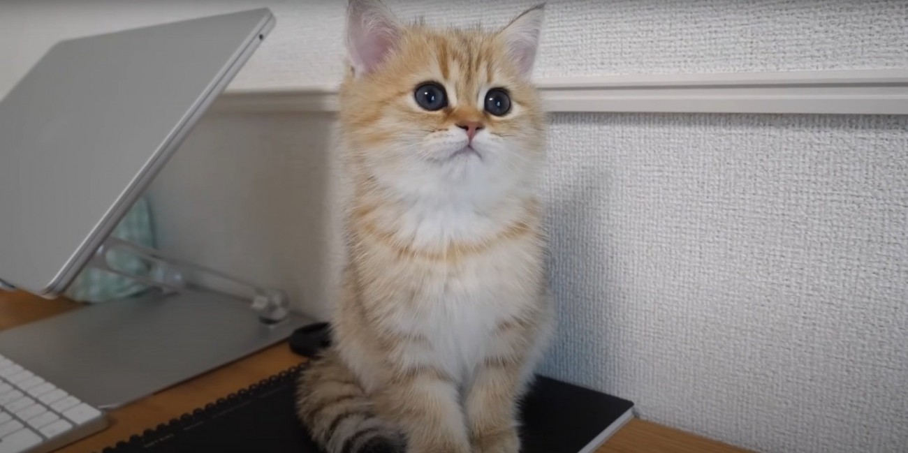 しょんぼり気味の猫