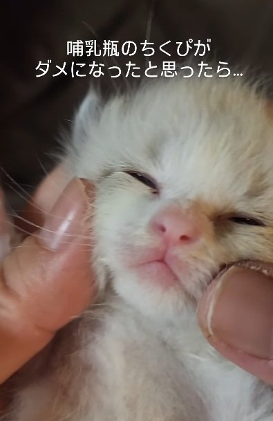 子猫の顔のドアップ