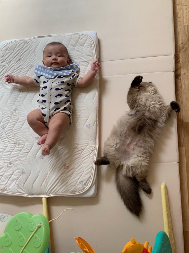 仰向けの赤ちゃんと猫