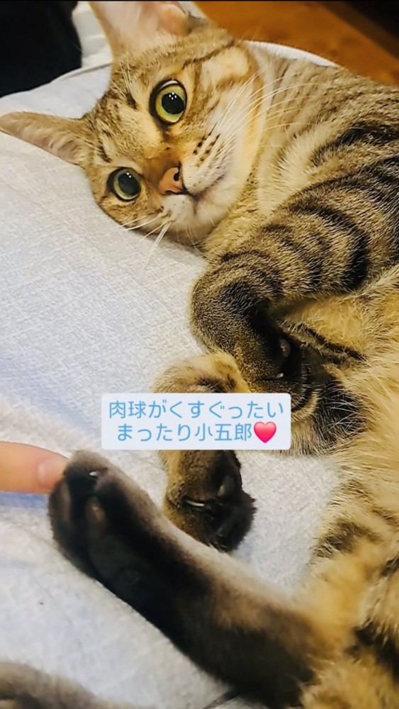 肉球をくすぐられるキジトラ猫