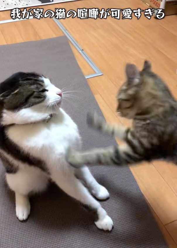 飛びかかる猫