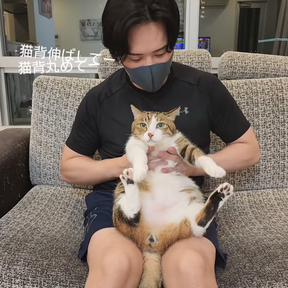 人のひざの上に乗る猫