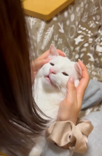 人に抱かれている猫