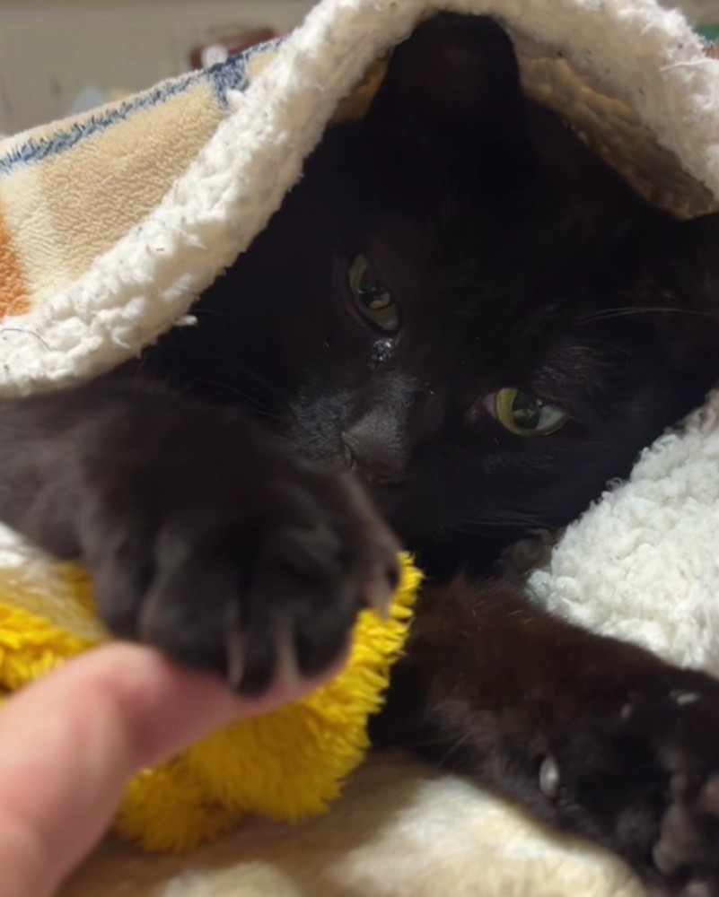 猫に布団をかぶせる手