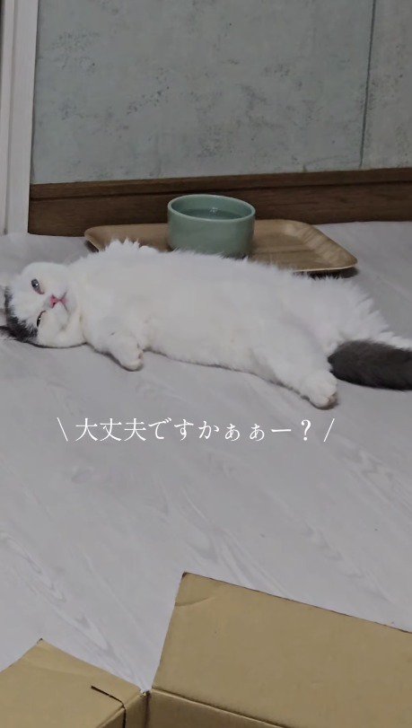 半目になって仰向けに寝る猫