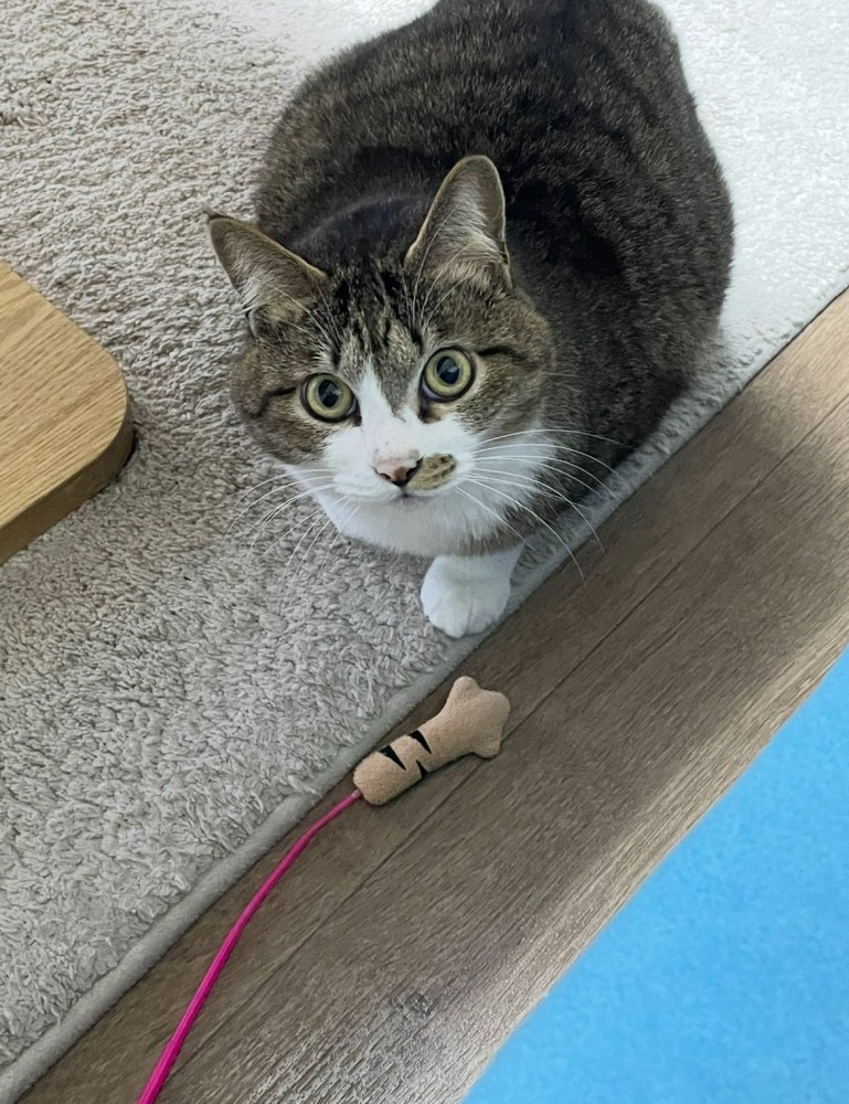 「猫の手」じゃらしとキジ白猫