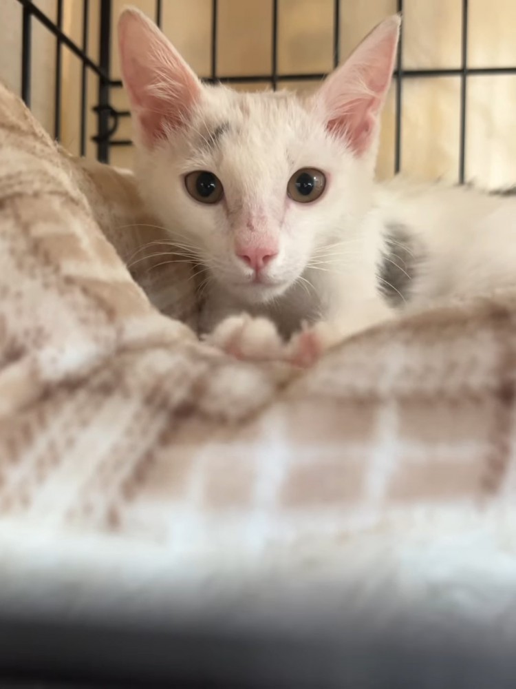 毛布の上にいる猫