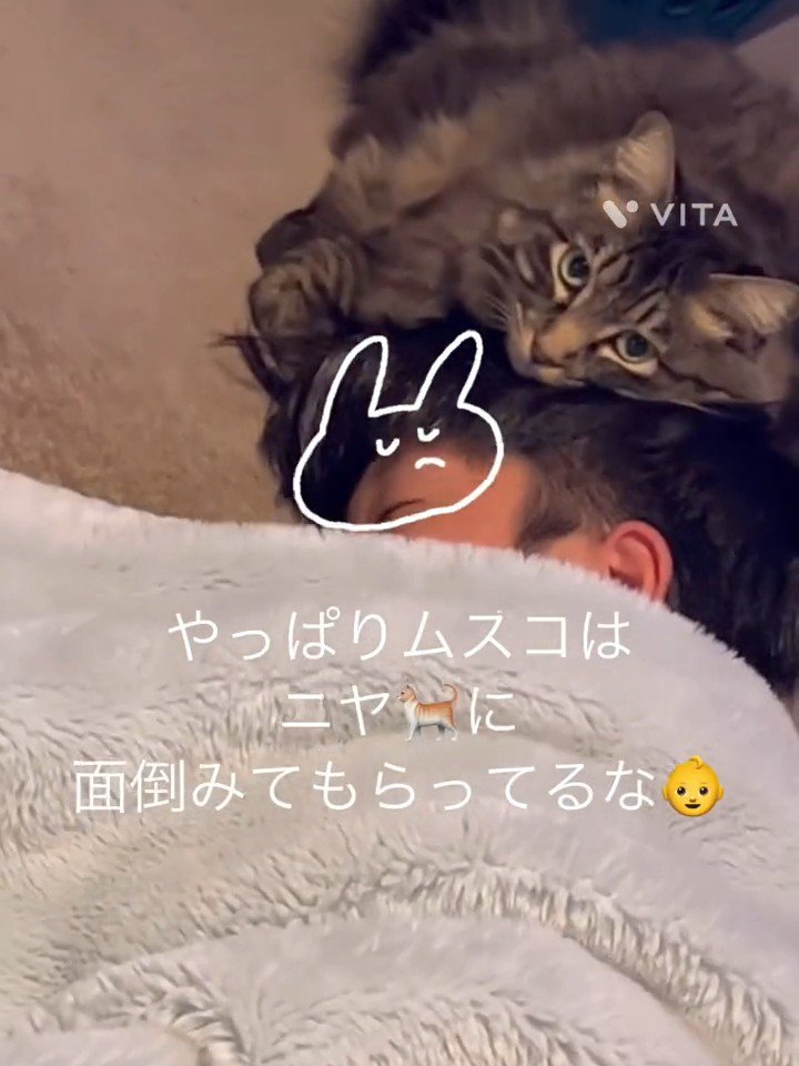 カメラ目線の猫