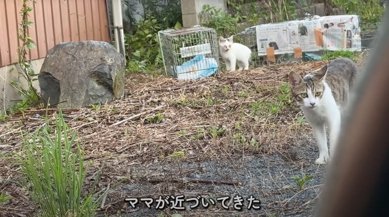 投稿者の車に近づいてくるキジ白猫