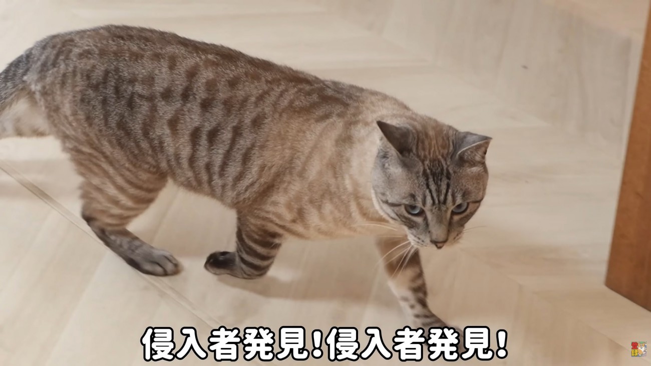 テロップ「侵入者発見！～」