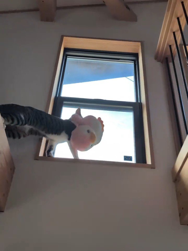 窓枠に移動する猫