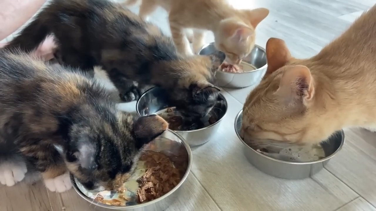 ごはんを食べる子猫たちと成猫